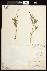 Dichanthelium acuminatum subsp. columbianum image