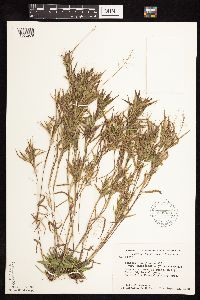 Dichanthelium acuminatum subsp. columbianum image