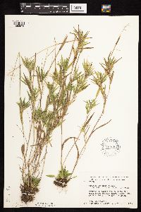 Dichanthelium acuminatum subsp. columbianum image