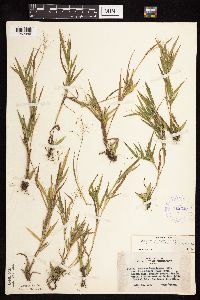 Dichanthelium acuminatum subsp. columbianum image