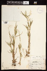 Dichanthelium acuminatum subsp. columbianum image