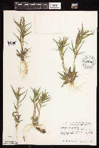 Dichanthelium acuminatum subsp. columbianum image