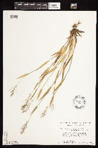 Dichanthelium subvillosum image