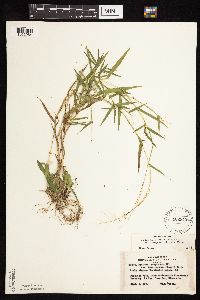Dichanthelium acuminatum subsp. columbianum image