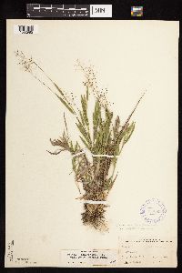 Dichanthelium acuminatum image