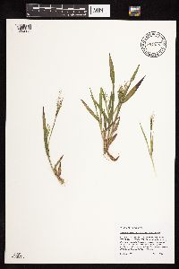 Dichanthelium lanuginosum image