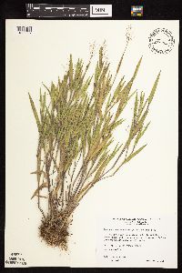 Dichanthelium praecocius image