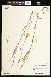 Dichanthelium acuminatum image