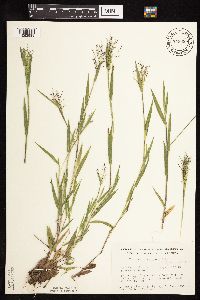 Dichanthelium lanuginosum image