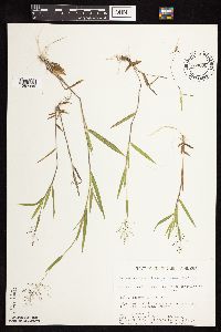 Dichanthelium lanuginosum image