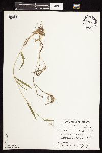 Dichanthelium acuminatum subsp. fasciculatum image