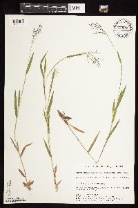 Dichanthelium acuminatum subsp. fasciculatum image