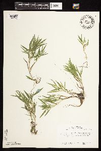 Dichanthelium acuminatum subsp. columbianum image