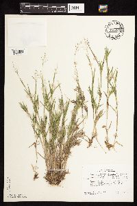 Dichanthelium acuminatum subsp. columbianum image