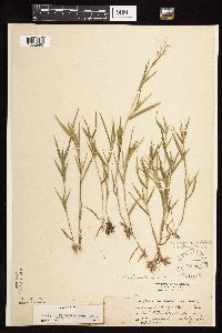 Dichanthelium acuminatum subsp. columbianum image