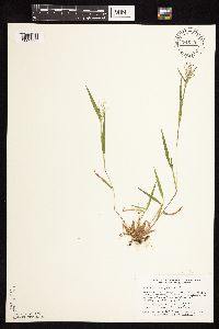 Dichanthelium lanuginosum image