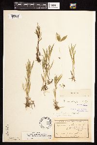 Dichanthelium acuminatum subsp. columbianum image