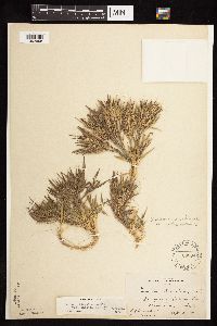 Dichanthelium acuminatum subsp. columbianum image
