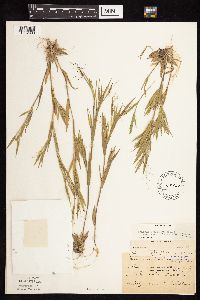 Dichanthelium acuminatum subsp. columbianum image