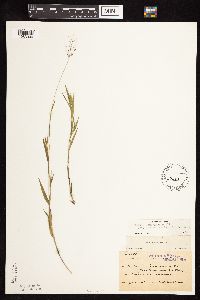 Dichanthelium acuminatum subsp. columbianum image