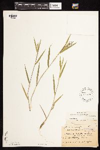 Dichanthelium lanuginosum image