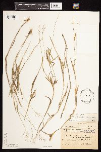 Dichanthelium acuminatum image