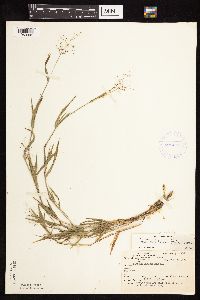 Dichanthelium lanuginosum image