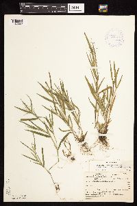 Dichanthelium acuminatum subsp. columbianum image