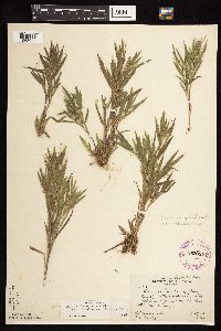 Dichanthelium acuminatum subsp. columbianum image