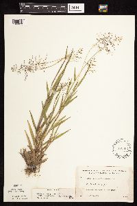 Dichanthelium acuminatum image