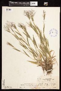 Dichanthelium praecocius image