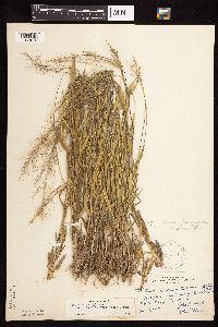 Dichanthelium acuminatum subsp. columbianum image