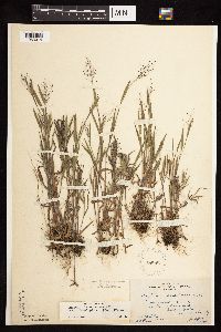 Dichanthelium acuminatum subsp. columbianum image