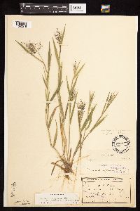 Dichanthelium lanuginosum image