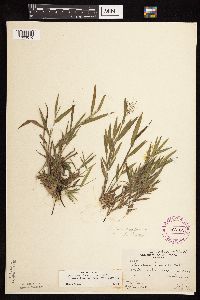 Dichanthelium lanuginosum image