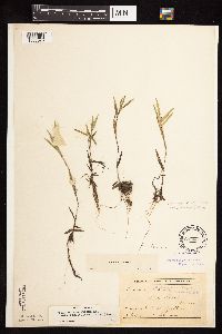Dichanthelium acuminatum subsp. columbianum image