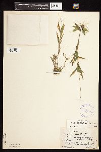 Dichanthelium acuminatum image
