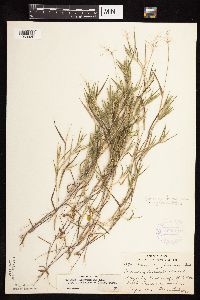 Dichanthelium acuminatum image