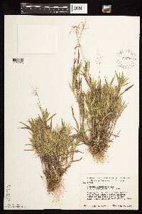 Dichanthelium acuminatum subsp. columbianum image