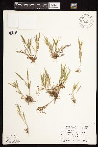 Dichanthelium acuminatum image