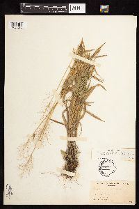 Dichanthelium acuminatum subsp. columbianum image