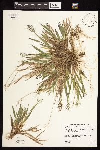 Dichanthelium lanuginosum image