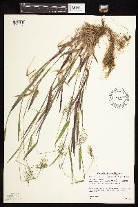 Dichanthelium lanuginosum image