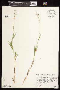 Dichanthelium acuminatum image