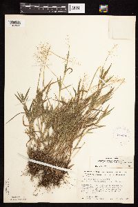 Dichanthelium acuminatum subsp. columbianum image