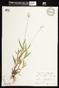 Dichanthelium acuminatum subsp. columbianum image