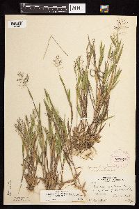 Dichanthelium acuminatum image