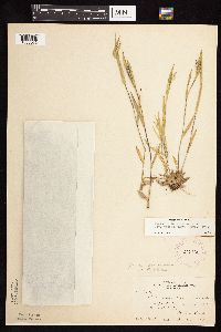 Dichanthelium acuminatum image