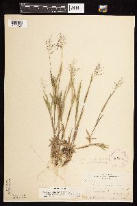 Dichanthelium acuminatum image