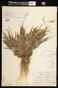 Dichanthelium acuminatum subsp. columbianum image